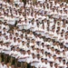 RSS का शताब्दी वर्ष
